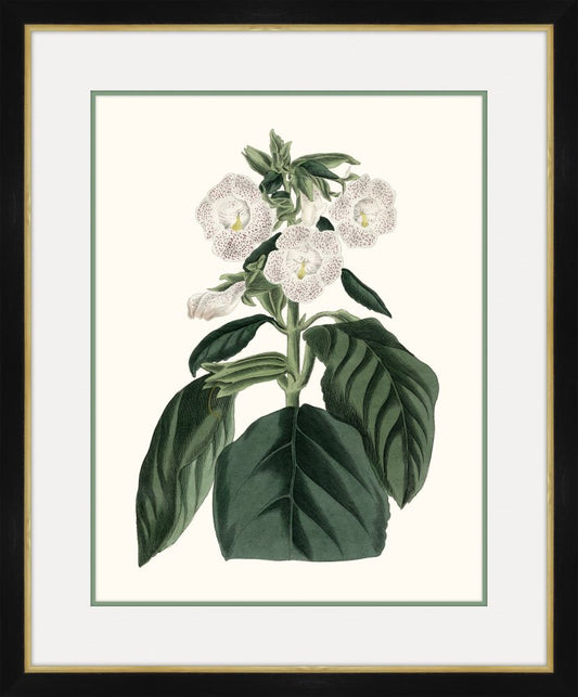 Paxton's Botany I Petite