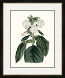 Paxton's Botany I Petite