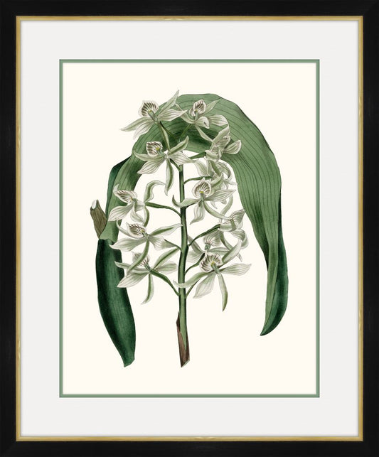 Paxton's Botany II Petite