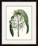 Paxton's Botany II Petite