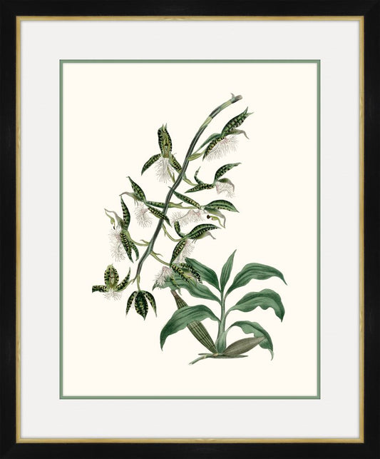 Paxton's Botany III Petite