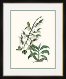 Paxton's Botany III Petite