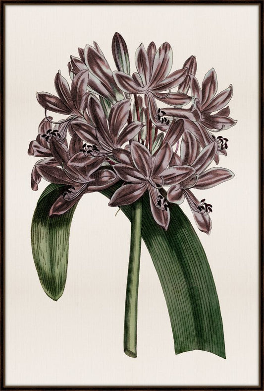 Amaranthine II Petite