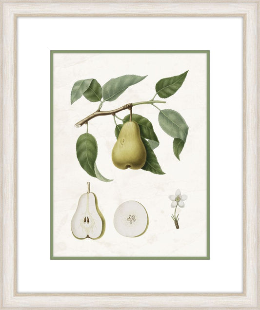 Pear Branch VI