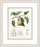 Pear Branch VI