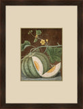Brookshaw Melon I