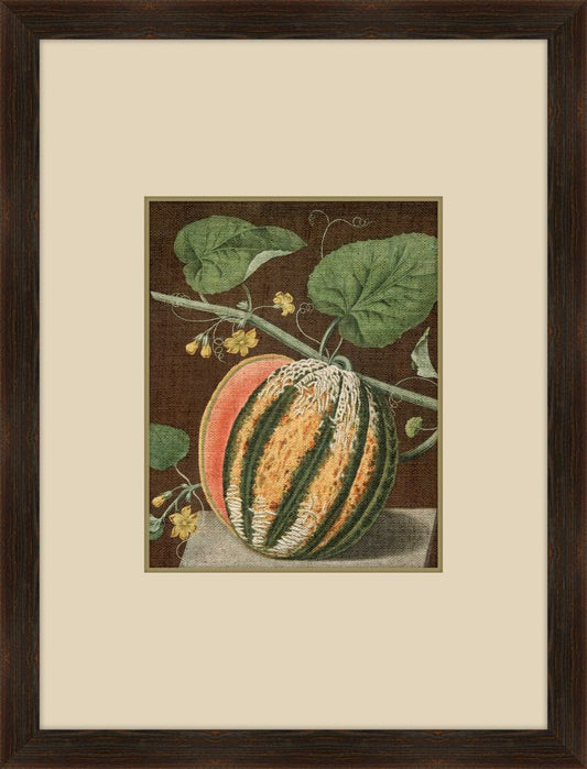 Brookshaw Melon II