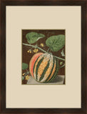 Brookshaw Melon II