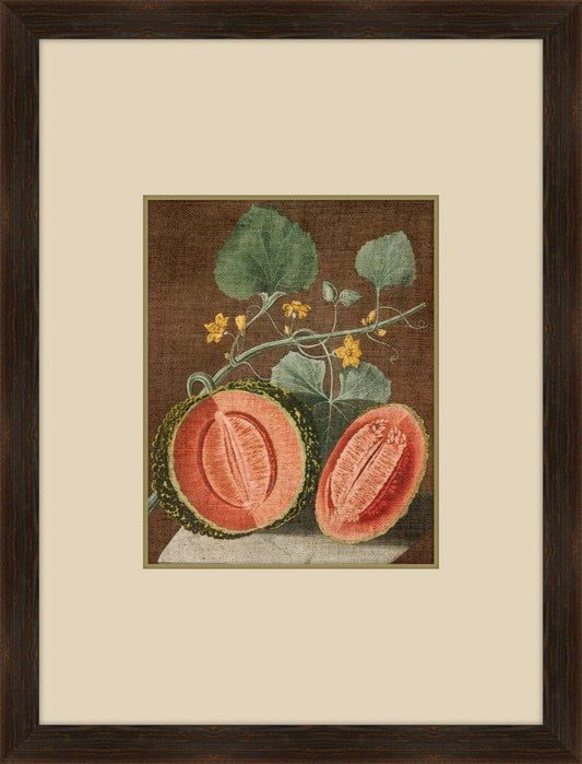 Brookshaw Melon III