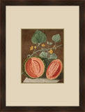 Brookshaw Melon III
