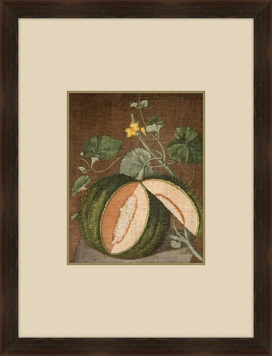 Brookshaw Melon IV