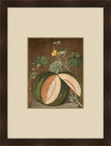 Brookshaw Melon IV