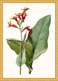 Canna II
