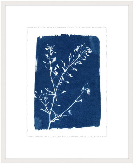 Cyanotype Botanical II
