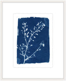 Cyanotype Botanical II