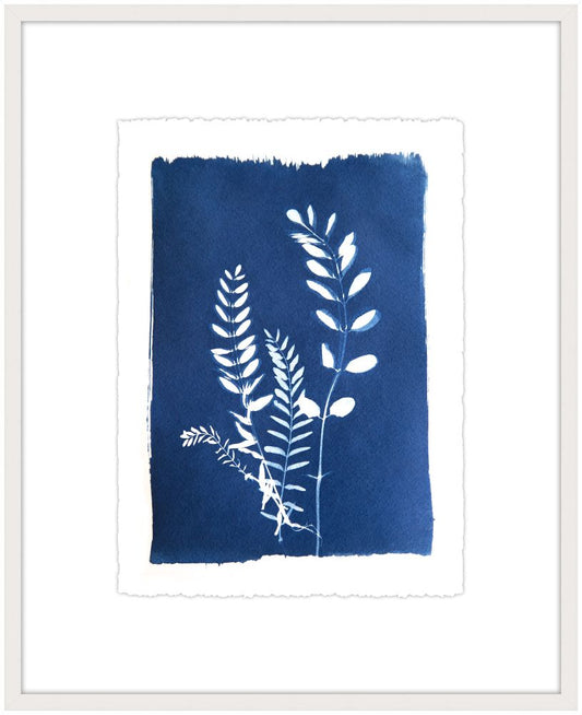 Cyanotype Botanical III