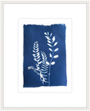 Cyanotype Botanical III