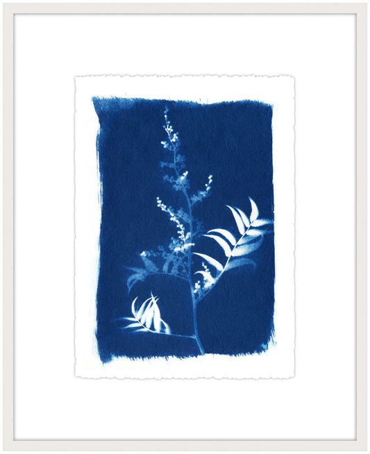 Cyanotype Botanical IV