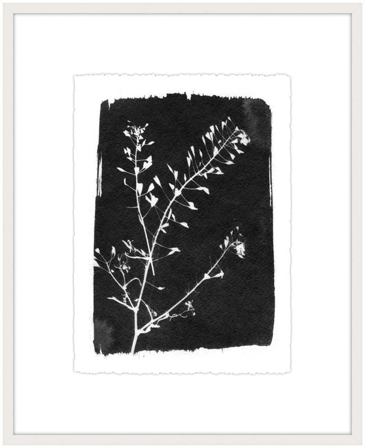 Black and White Botanical II