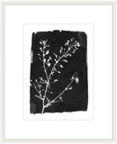 Black and White Botanical II