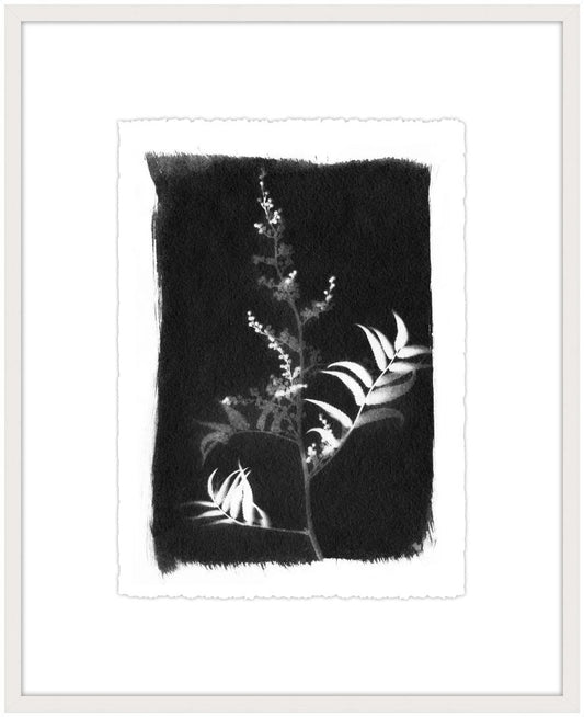 Black and White Botanical IV
