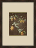 Fruits on Linen  III