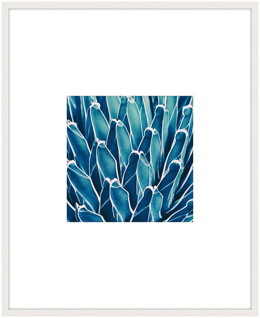 Blue Agave II