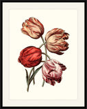 Four Red Tulips I