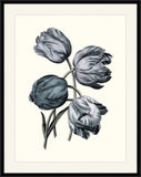 Four Blue Tulips I