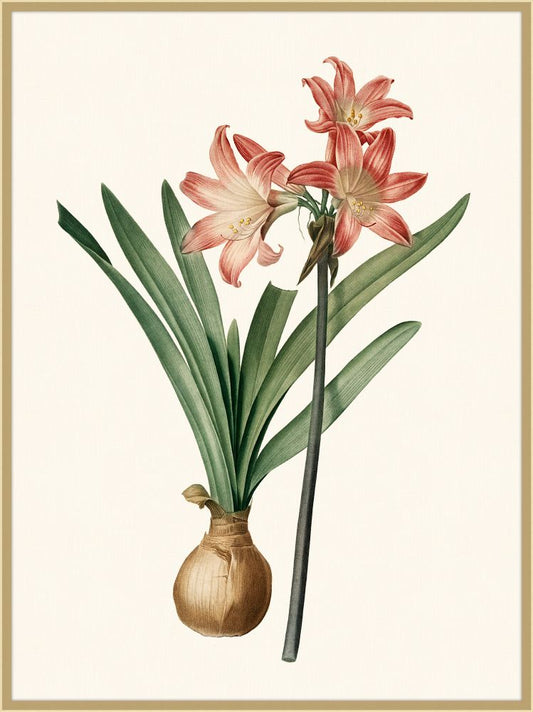 Redoute Amaryllis Grande I