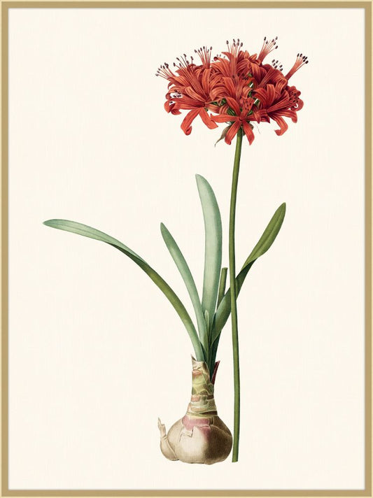 Redoute Amaryllis Grande II