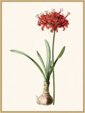 Redoute Amaryllis Grande II