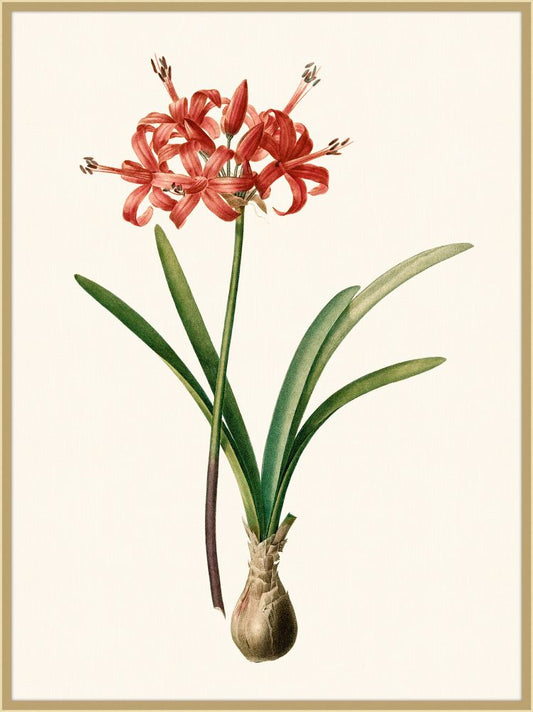 Redoute Amaryllis Grande III