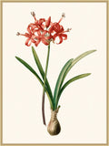 Redoute Amaryllis Grande III