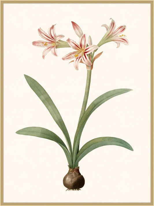 Redoute Amaryllis Grande IV
