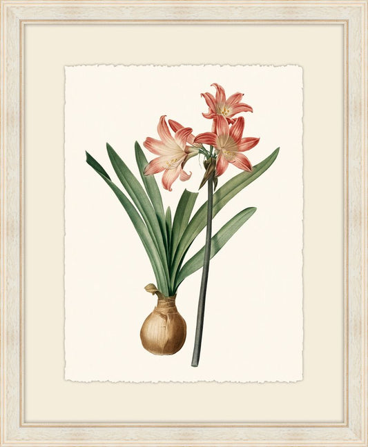 Redoute Amaryllis I