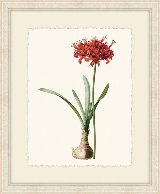 Redoute Amaryllis II