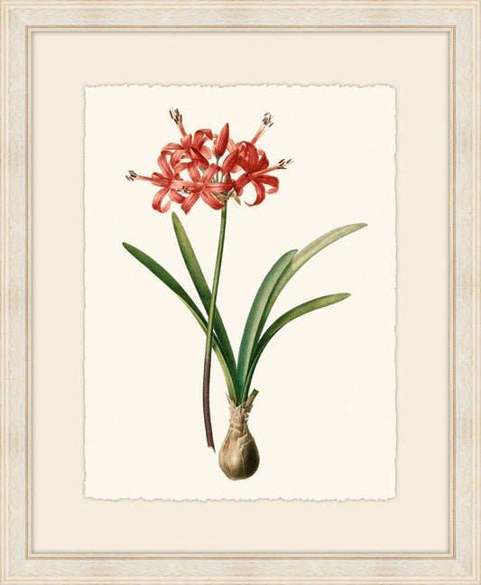 Redoute Amaryllis III