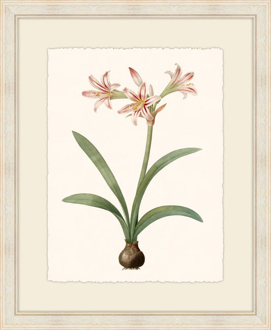 Redoute Amaryllis IV