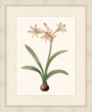 Redoute Amaryllis IV