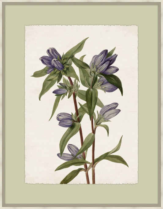 Aubergine Garden III