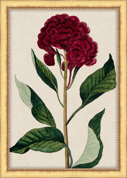 Bonelli's Red Botanicals I