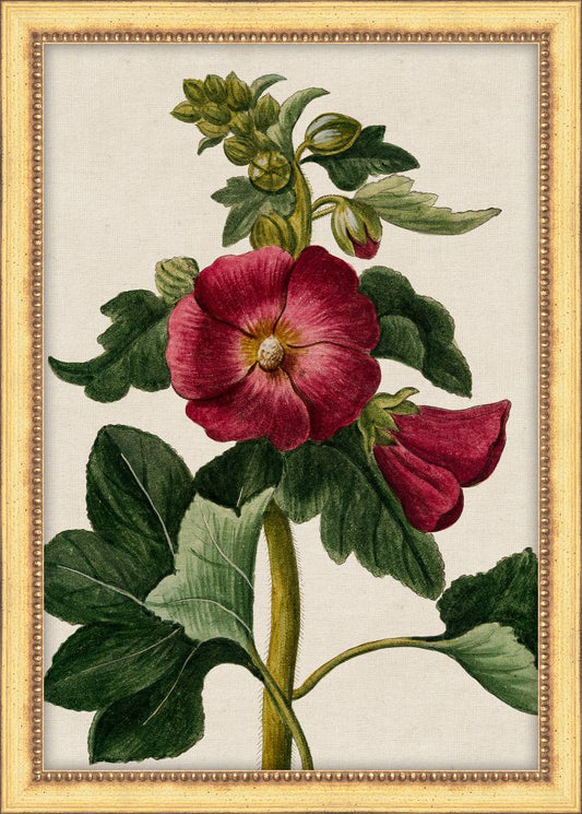 Bonelli's Red Botanicals II