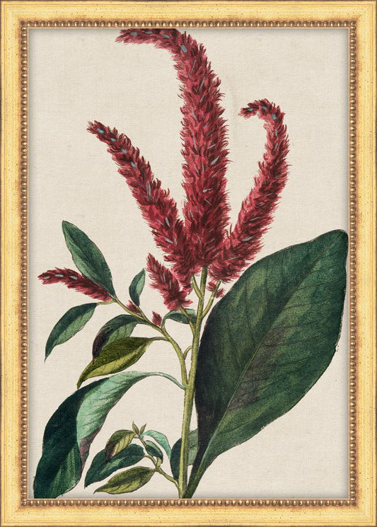 Bonelli's Red Botanicals IV