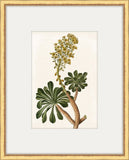 Bonelli's Yellow Botanicals I