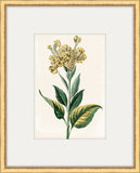 Bonelli's Yellow Botanicals II