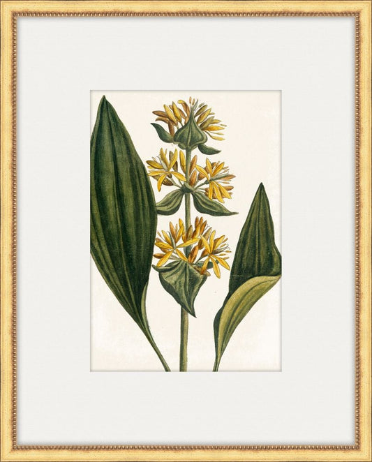 Bonelli's Yellow Botanicals III
