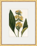 Bonelli's Yellow Botanicals III
