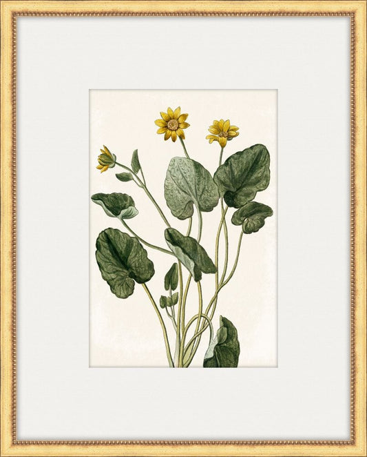 Bonelli's Yellow Botanicals IV