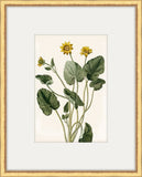 Bonelli's Yellow Botanicals IV